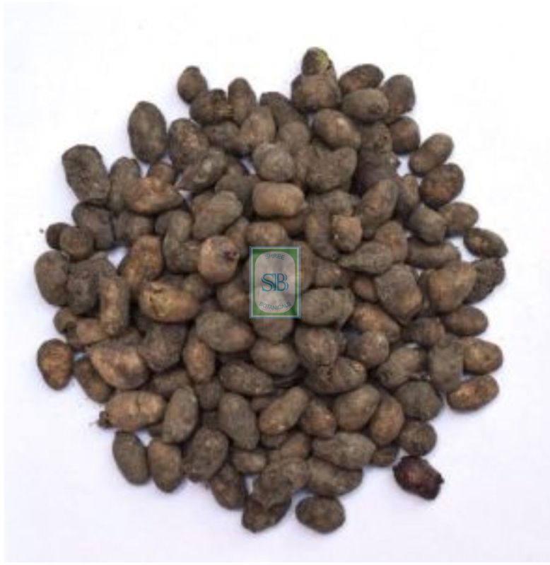 Dried Syzygium Cumini Seed