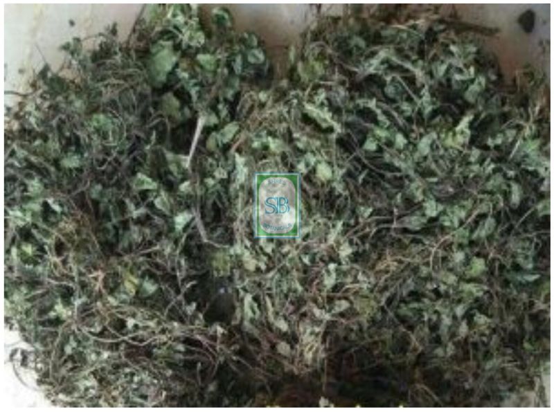 Green Dried Centella Asiatica Leaves