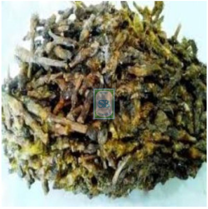 Natural Dikamali Gardenia Gummifera