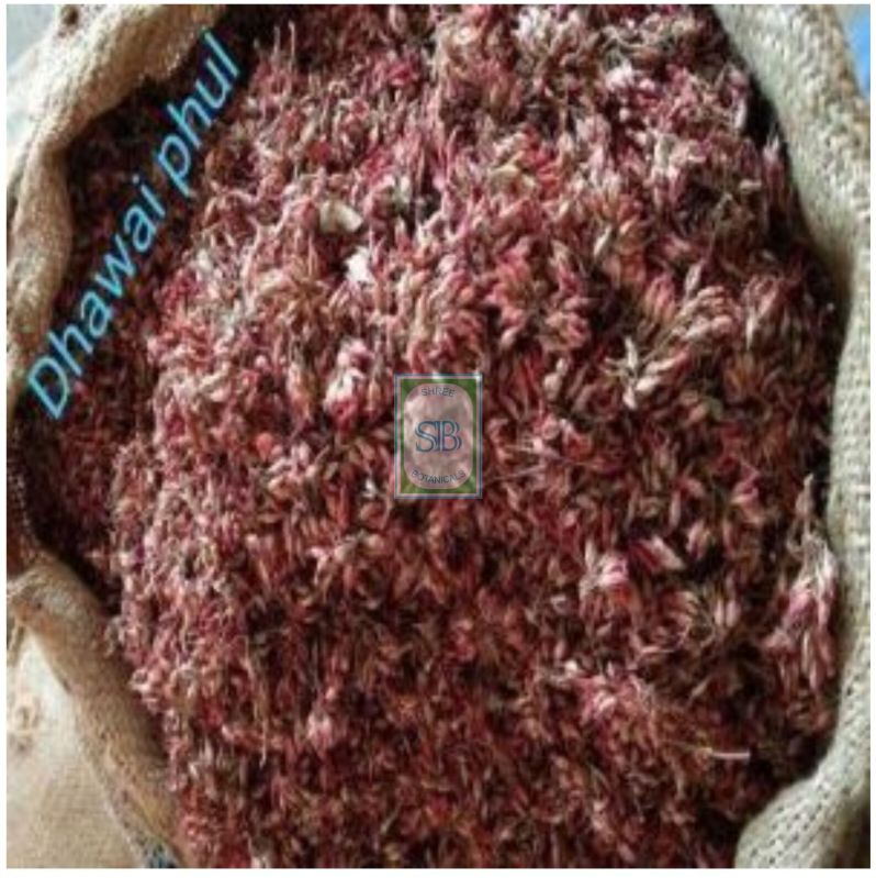 Red Woodfordia Fruticosa Flower