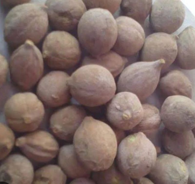 Natural Brown Baheda Fruit