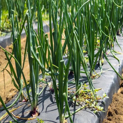 LDPE Mulching Sheets, Width : 4 Feet