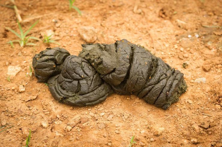 raw cow dung