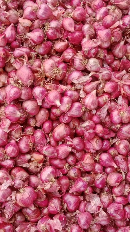 Fresh Shallots Onion