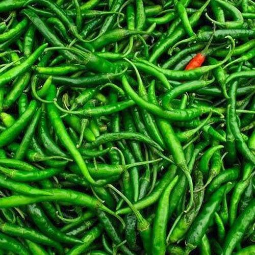 Organic Green Chilli, Packaging Size : 20Kg