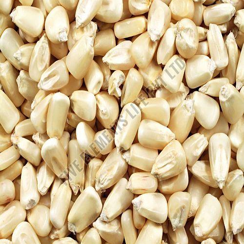 White Corn Seeds, Packaging Type : Bag