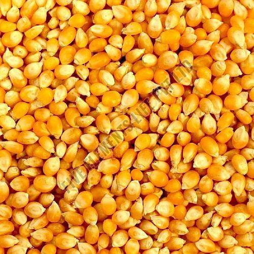 Yellow Corn Seeds, Packaging Type : Bags