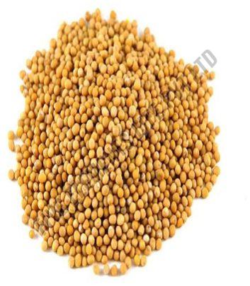Yellow Mustard Seeds for Pickling