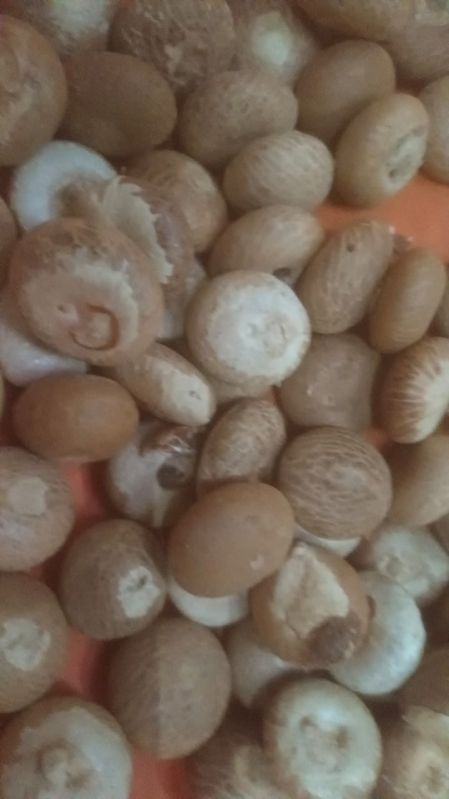 areca nut
