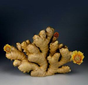 Fresh Ginger, Color : Brown for Cooking, Brewing Tea