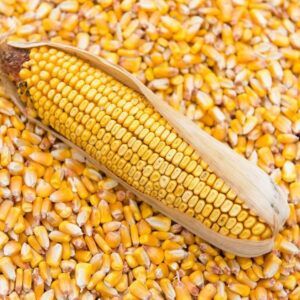 Organic Yellow Maize