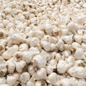 West Bengal Garlic
