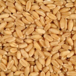 Wheat Seeds, Color : Brown, Packaging Type : Resealable Bag