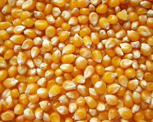 Yellow Maize Seeds