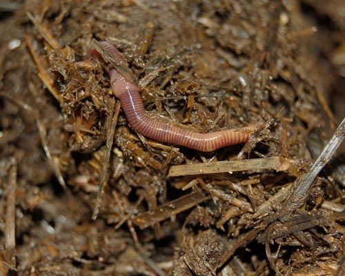 Earthworm Acute Toxicity Tests