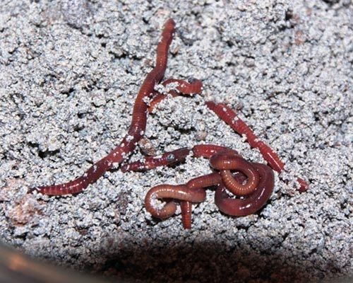 Earthworm Reproduction Test