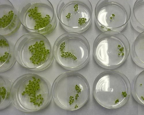 Growth Inhibition Test Service