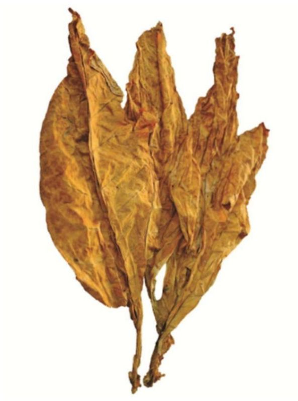Natural Indian Burley Tabacoo Leaves