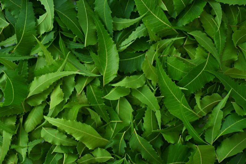 neem leaf