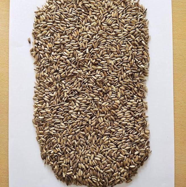 Milk Thistle Seed