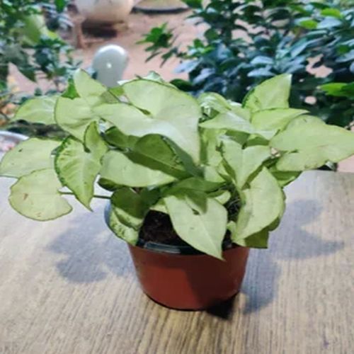 Alismatales Decorative Plants, Color : Green