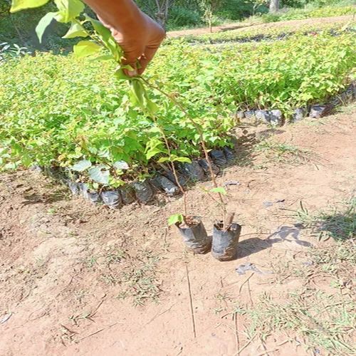 Bougainvillea Plants