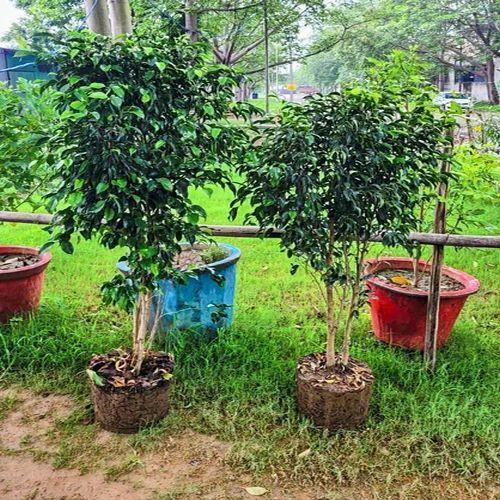 Ficus Blackiana Plants for Plantation, Soil Specific : Well Drained