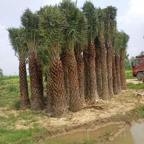 Phoenix Dactylifera Palm Tree, Color : Green