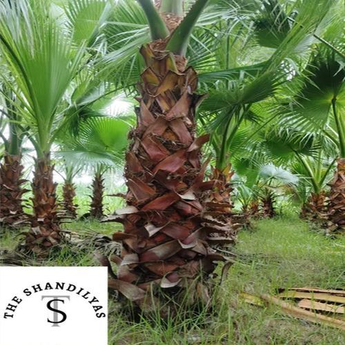 Washingtonia Palm Tree