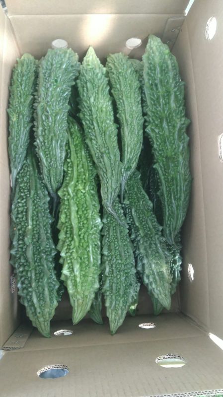 bitter gourd