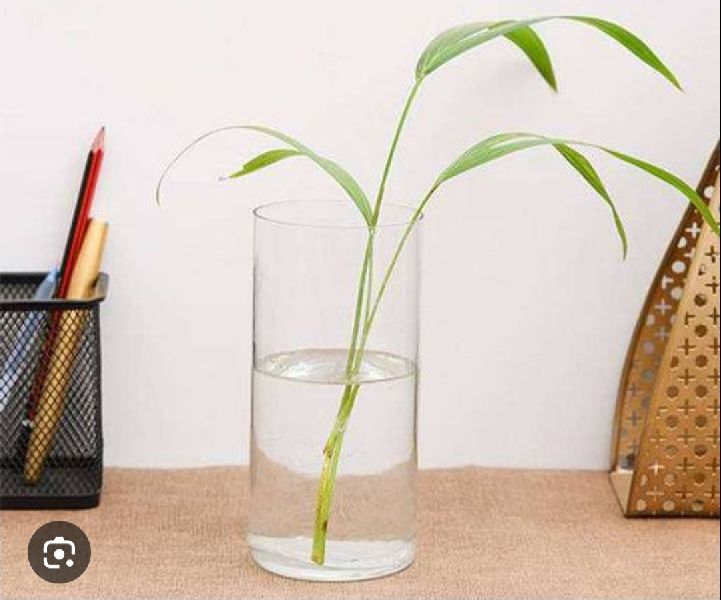 Polished Non Printed Glass Vases, Color : Transparent