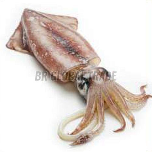 Frozen Cuttle Fish, Packaging Type : Vacuum-sealed for Cooking