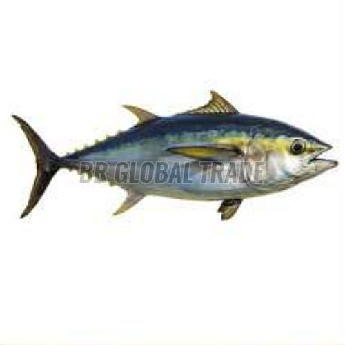 Frozen Tuna Fish for Cooking