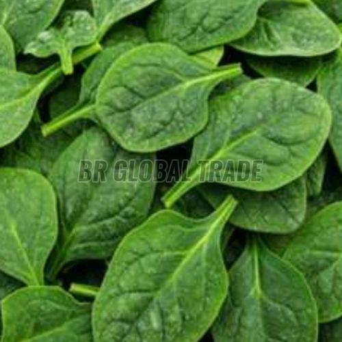 IQF Whole Spinach