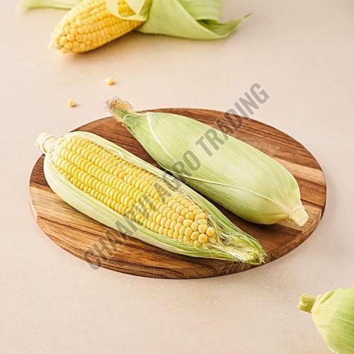 Fresh Corn, Packaging Type : Gunny Bag