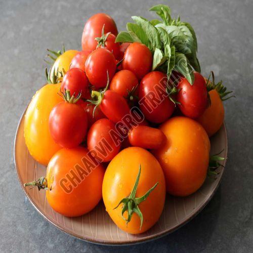 Fresh Tomatoes, Color : Red, Speciality : Rich In Taste, Healthy