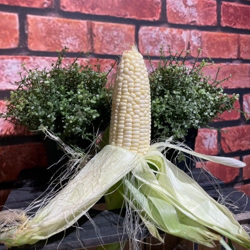 Natural Dried White Maize Corn, Packaging Size : 1Kg, 25Kg, 50Kg