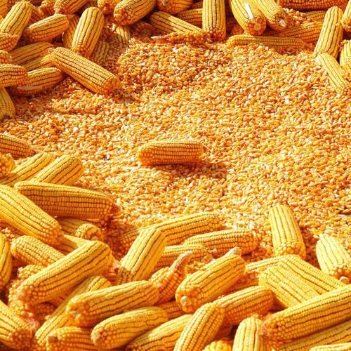 New Crop Yellow Corn Maize, Brand Name : Global Export Group
