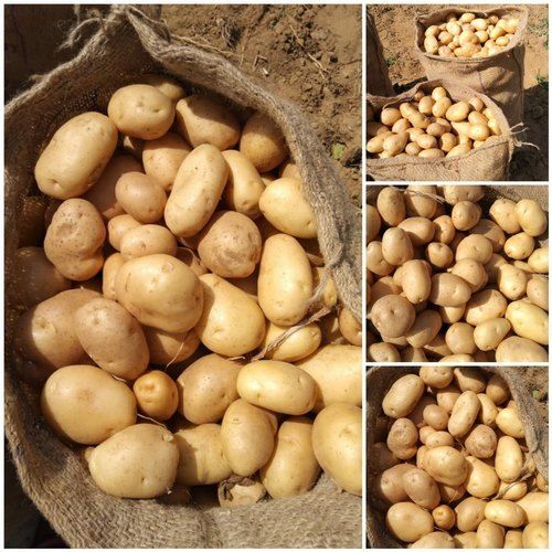Fresh Brown Potato, Packaging Size : 10Kg, 25Kg, 50Kg, 20 Kg