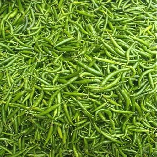 A Grade Gauri Green Chilli for Cooking, Seasoning, Garnishing