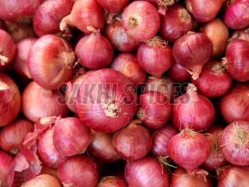 Fresh Red Onion, Packaging Type : Loose/bulk