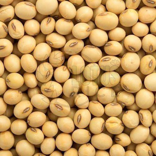 Organic Soybean Seeds 6 Months, Certification : FSSAI Certified