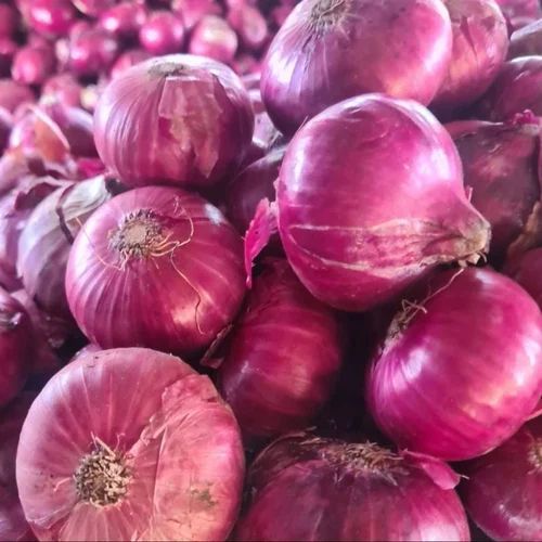 Fresh Red Onion, Packaging Size : 25-50kg Gunny Bag for Cooking