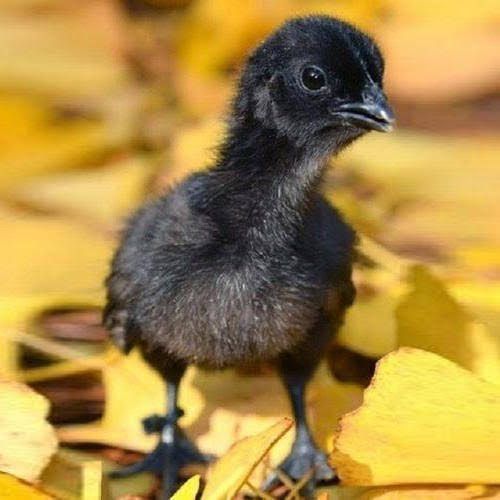 1 Day Old Black Kadaknath Chick for Poultry Farm
