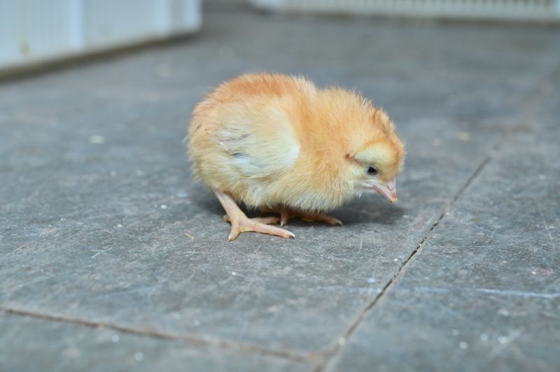 Desi Gavran Chick