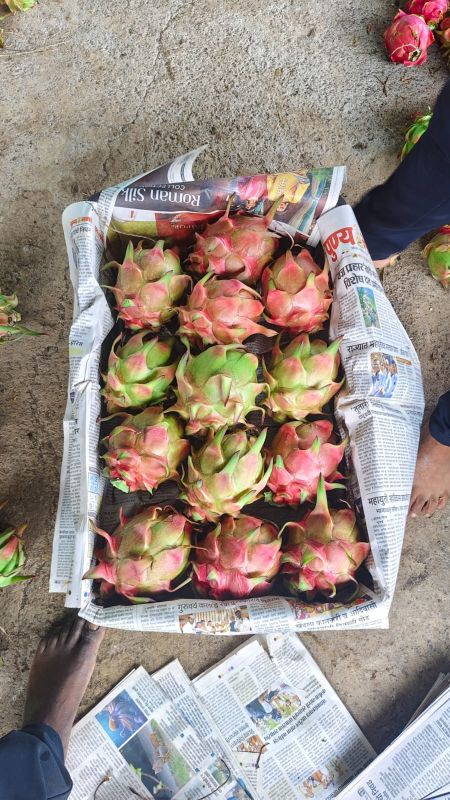 dragon fruit
