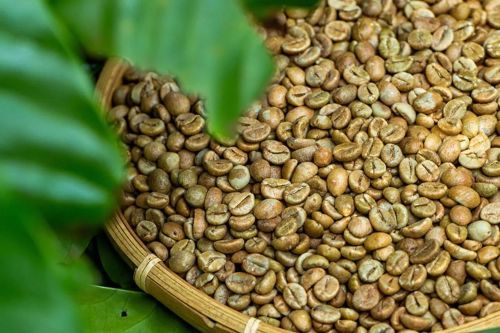 GRADED Natural Robusta Coffee Beans, Color : Light Green