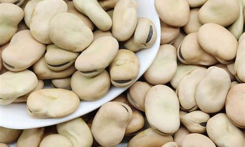 Egyptian Fava Beans (Vicia Faba)