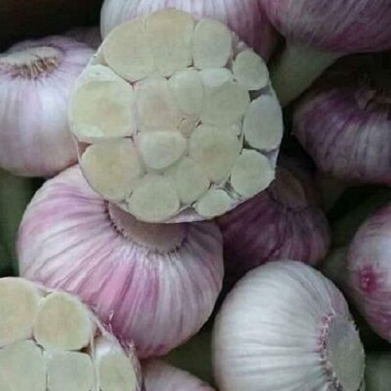 Egyptian Garlic