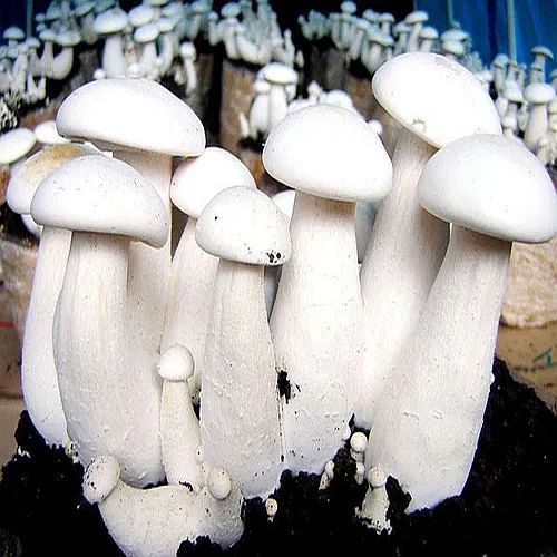 Fresh Milky White Mushroom, Packaging Size : 25-50kg